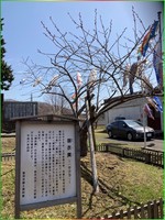 鯉のぼり12.jpg